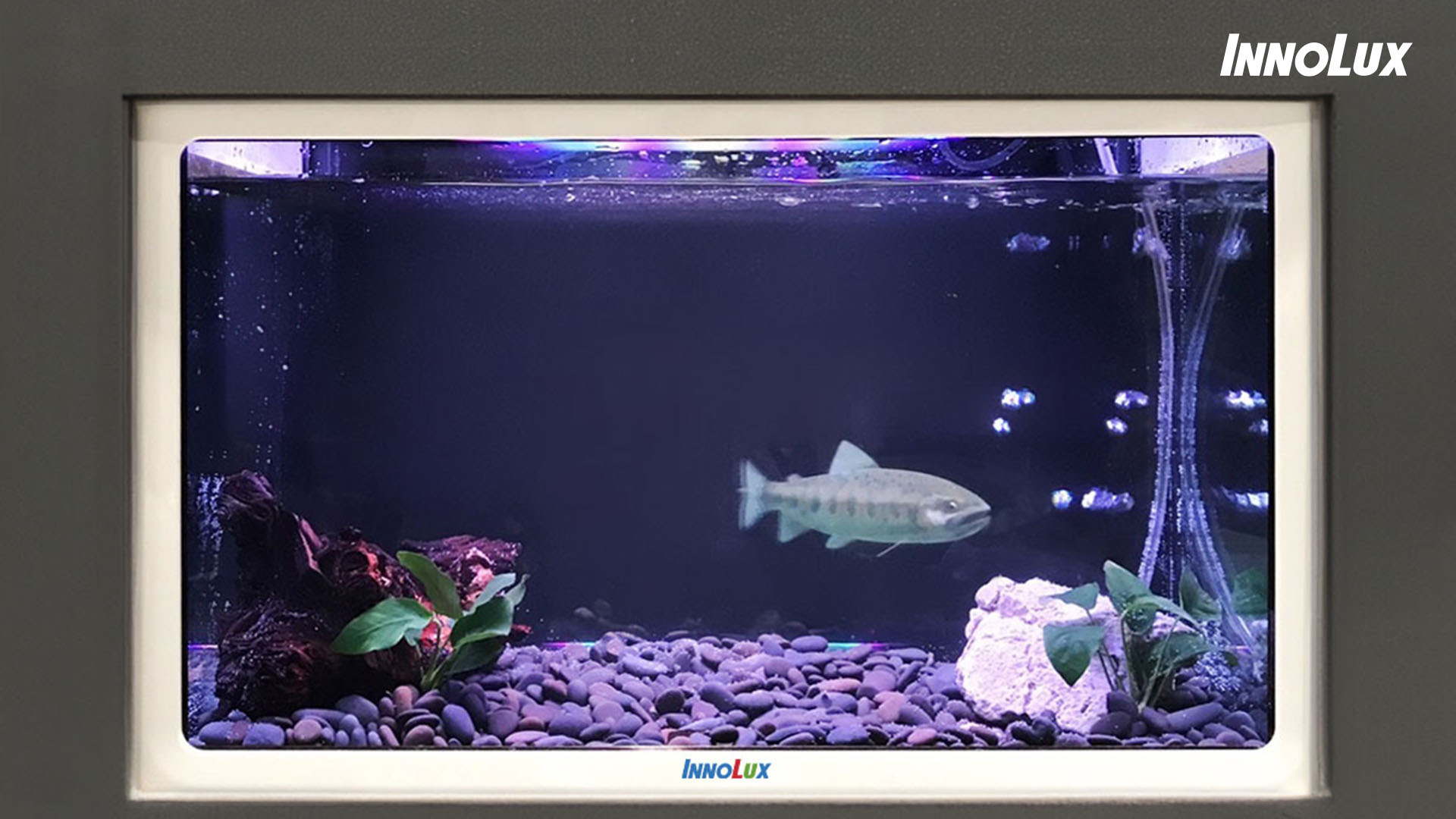 Digital Reality Aquarium